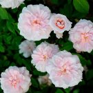 Cecile Brunner Antique Rose Cuttings | 8 Fresh Cuttings for Rose Bush Propagation | Heirloom Rose Cecile Brunner Antique Rose Cuttings | 8 Fresh Cuttings for Rose Bush Propagation | Heirloom Rose