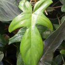 Philodendron Florida Beauty Green Cutting | Unrooted Aroid Cutting for Propagation & Collectors