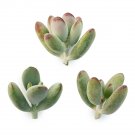3 Cotyledon Orbiculata Succulent Cuttings | Fresh Clippings for Garden or Pot | Live Leafy Plants