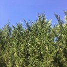 Leyland Cypress Tree Cuttings | 15 Fresh Evergreen Starts | Fast Growing Privacy Hedge Starter Leyland Cypress Tree Cuttings | 15 Fresh Evergreen Starts | Fast Growing Privacy Hedge Starter