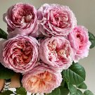 Tantau Highgarden Rose Cuttings | 3 Rare Rose Cuttings for Grafting or Rooting | Romantic Blooms Tantau Highgarden Rose Cuttings | 3 Rare Rose Cuttings for Grafting or Rooting | Romantic Blooms