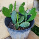 Eastern Prickly Pear Live Plant | Opuntia Humifusa with Edible Pads & Fruit | Cold Hardy Cactus