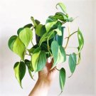 Brazil Philodendron Cordatum Cuttings | Heart Leaf Plant | 3 Live Vines | Easy to Root Indoor