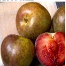 Flavor Supreme Pluot Tree | Live Fruit Tree with 1/2" Trunk | Grown from Cutting, Flavor Supreme Pluot Tree | Live Fruit Tree with 1/2" Trunk | Grown from Cutting,