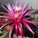 Connie Mayer Orchid Cactus Cuttings | Mature Epiphyllum Hybrid | Large Blooming Variety Connie Mayer Orchid Cactus Cuttings | Mature Epiphyllum Hybrid | Large Blooming Variety