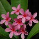 1 Pink Plumeria Cutting 10–12" | Fresh Rare Frangipani | Professionally Grown in Florida 1 Pink Plumeria Cutting 10–12" | Fresh Rare Frangipani | Professionally Grown in Florida