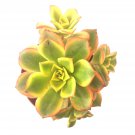 Aeonium Kiwi Succulent | Rooted Cutting Cluster in 4" Pot | Colorful Rosette Plant for Garden
