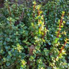 10 Portulacaria Afra Cuttings | Elephant Bush Succulent | Dwarf Jade 6” Cactus-Stem Cuttings 10 Portulacaria Afra Cuttings | Elephant Bush Succulent | Dwarf Jade 6” Cactus-Stem Cuttings