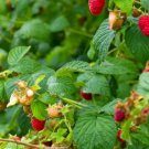 25 Wild Raspberry Cane Cuttings | Organic Maine Variety | Cold Hardy for Homestead Gardening 25 Wild Raspberry Cane Cuttings | Organic Maine Variety | Cold Hardy for Homestead Gardening