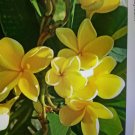 Hawaiian Yellow Plumeria Cutting | 3 Fresh 6" Cuts | Fragrant Tropical Flowering Tree