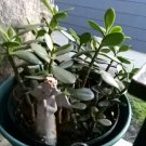Green Jade Succulent Cutting | 4" Live Starter for Propagation | Easy Care Indoor Houseplant