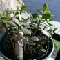 Green Jade Succulent Cutting | 4" Live Starter for Propagation | Easy Care Indoor Houseplant
