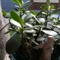 Green Jade Succulent Cutting | 4" Live Starter for Propagation | Easy Care Indoor Houseplant