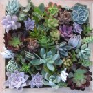 20 Assorted Succulent Cuttings | Mixed Varieties for Arrangements, Gifts, or Propagation