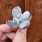 Cotyledon Orbiculata 'Ping Pong' Succulent | 2-Inch Potted Plant | Round Leaf Variety
