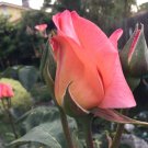 Apricot Rose Cuttings | 3 Fresh Stems for Rooting or Grafting | Soft Peach-Orange Rose Variety