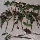 Cherry Laurel Cuttings | 20+ Fresh Unrooted Starts | Shrub or Hedge Plant for Privacy & Borders Cherry Laurel Cuttings | 20+ Fresh Unrooted Starts | Shrub or Hedge Plant for Privacy & Borders