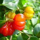 10 Surinam Cherry Cuttings | Brazilian Cherry Live Clippings | Grow Large Fruiting Tree 10 Surinam Cherry Cuttings | Brazilian Cherry Live Clippings | Grow Large Fruiting Tree