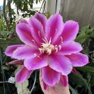 Epiphyllum Oxypetalum Cuttings | 2x Magenta Orchid Cactus Stems | Night Blooming Variety Epiphyllum Oxypetalum Cuttings | 2x Magenta Orchid Cactus Stems | Night Blooming Variety