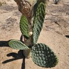 Spineless Prickly Pear Pads | 3 Fresh Cactus Pads (5–8”) for Planting | Edible & Ornamental Spineless Prickly Pear Pads | 3 Fresh Cactus Pads (5–8”) for Planting | Edible & Ornamental