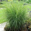 Darbha Grass Cuttings | 12” Natural Dried Kusha Grass | 5x10 Pieces for Rituals or Crafts Darbha Grass Cuttings | 12” Natural Dried Kusha Grass | 5x10 Pieces for Rituals or Crafts