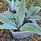 Donkey Ear Plant Cuttings | 3 Rooted Kalanchoe Gastonis-Bonnieri | 2–4" Rare Succulent Starts