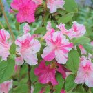 Encore Autumn Twist Azalea | Well-Rooted Starter Plant | Reblooming Deciduous Shrub Encore Autumn Twist Azalea | Well-Rooted Starter Plant | Reblooming Deciduous Shrub