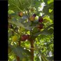Hardy Chicago Fig Cutting | 8+ Inch Long with 3+ Nodes | Cold Hardy Variety for Propagation