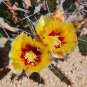 Opuntia Macrocentra Cactus Pad | Black Spine Prickly Pear Cutting | Live Pad for Propagation