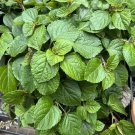 Swedish Ivy Cuttings | 5+ Live Creeping Charlie Stems | Easy-Grow Plectranthus Australis Plant Swedish Ivy Cuttings | 5+ Live Creeping Charlie Stems | Easy-Grow Plectranthus Australis Plant