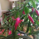 Schlumbergera Buckleyi Cutting | True Old-Fashioned Christmas Cactus | Spring Growth Start