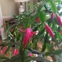 Schlumbergera Buckleyi Cutting | True Old-Fashioned Christmas Cactus | Spring Growth Start