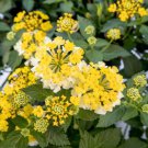 Lantana Assorted Varieties Live Plants | 5-Pack Rooted Starters | Vibrant Blooming Shrubs