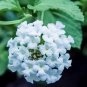 Lantana Assorted Varieties Live Plants | 5-Pack Rooted Starters | Vibrant Blooming Shrubs
