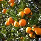 5 Orange Tree Scion Cuttings | 6–8 Inch Fresh Scions for Grafting or Rooting | Citrus Variety 5 Orange Tree Scion Cuttings | 6–8 Inch Fresh Scions for Grafting or Rooting | Citrus Variety