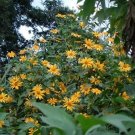 8 Mexican Sunflower Clippings | Tithonia Diversifolia Live Cuttings | Organic, Fast-Growing Plant 8 Mexican Sunflower Clippings | Tithonia Diversifolia Live Cuttings | Organic, Fast-Growing Plant