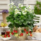 3 Organic Strawberry Plants | Fully Rooted, 3+ Years Old | Sweet Edible Perennial for Gardens