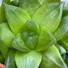 Haworthia Retusa Succulent Cutting | 3-Inch Rosette | Star Window Plant for Indoor Decor