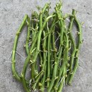 20 Rooted White Sweet Potato Slips | Ready-to-Plant Vines | Fast Growing Cuttings for Garden