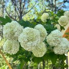 White Oakleaf Hydrangea | 2 Rooted Cuttings | 6–8" Starter Plants | Hardy Flowering Shrub White Oakleaf Hydrangea | 2 Rooted Cuttings | 6–8" Starter Plants | Hardy Flowering Shrub