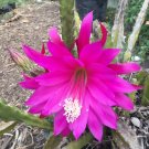 Epiphyllum Orchid Cactus Cuttings | 3 Mixed Color Varieties | Exotic Lily/Voodoo Blooms