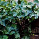 25 English Ivy Rooted Cuttings | 6–8" Long | Ground Cover or Hanging Basket Starter Plants 25 English Ivy Rooted Cuttings | 6–8" Long | Ground Cover or Hanging Basket Starter Plants