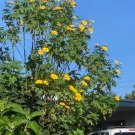 8 Mexican Sunflower Cuttings | Tithonia Diversifolia | 9" Fresh Unrooted Stems for Propagation 8 Mexican Sunflower Cuttings | Tithonia Diversifolia | 9" Fresh Unrooted Stems for Propagation