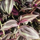 4 Rooted Burgundy Purple Wandering Jew Cuttings | Tradescantia Zebrina Live Starter Plants