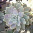 Rare Ghost Plant Succulent Cuttings | 4 Pack Graptopetalum 3–4” Each | Frosty Rosette Beauty