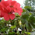 Zonal Geranium Cuttings 4-Pack | 5-Inch Organic Flowering Plant Starts | Healthy & Ready to Root