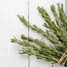 Organic Rosemary Live Plant Cuttings – 12 Fresh 10" USA Grown Herb Starter Plants for Gardening