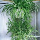 Reverse Variegated Spider Plant – 2 Live Cuttings Easy-Care Fast Growing Houseplant