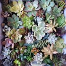 Assorted Succulent Cuttings – 5 Live Varieties Garden Starter Plants for Pots & Arrangements Assorted Succulent Cuttings – 5 Live Varieties Garden Starter Plants for Pots & Arrangements