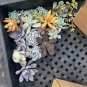 Assorted Succulent Cuttings – 5 Live Varieties Garden Starter Plants for Pots & Arrangements